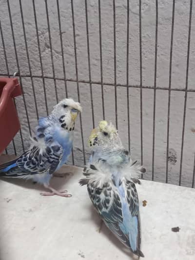 Hogo Romo Breader Australian parrot