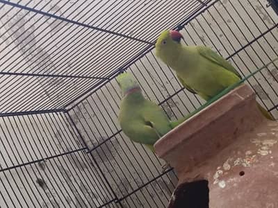 Breeder pair hai healthy and active hai