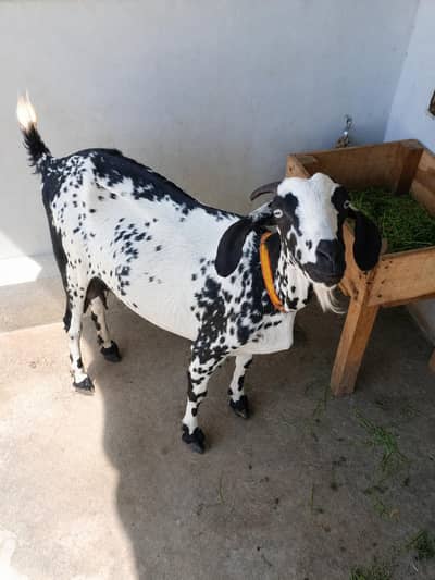BAKRI FOR SALE WITH KIDS WHATSAPP : 03032766741