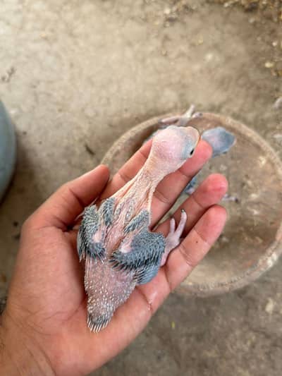 blue ringneck chicks