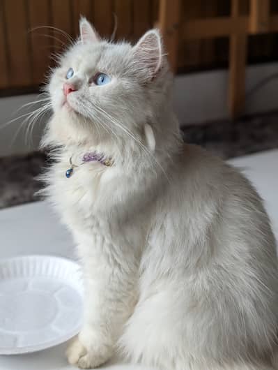 Persian Female Cat