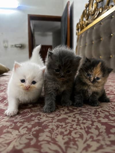 Pure Persian Kitten | Triple Coated |