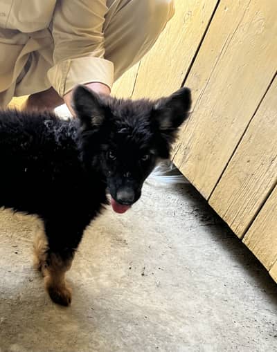 Original GSD Breed