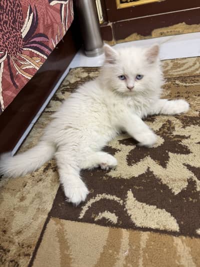 Persian kitten Doll face Triple coat