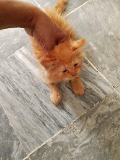 persion cats 2females 3 males