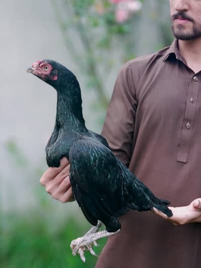 High Quality mianwali mushki  Aseel female