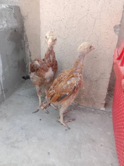 aseel mianwali chick's pair for sale