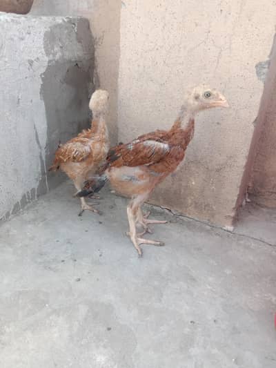 aseel mianwali chick's pair for sale