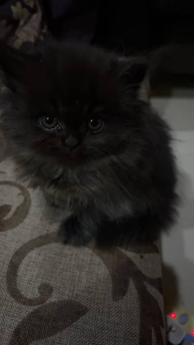 Kitten