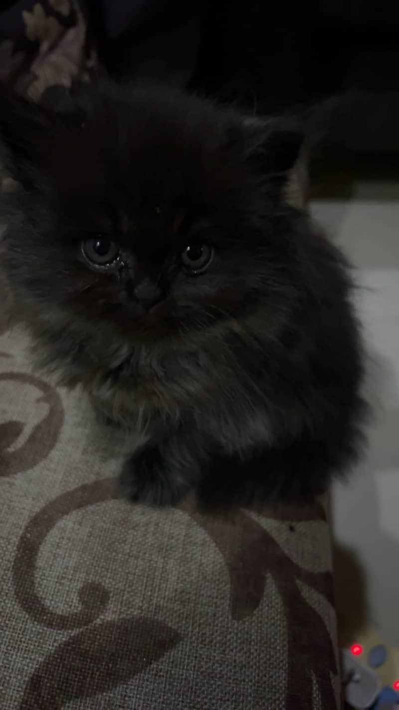 Kitten 0