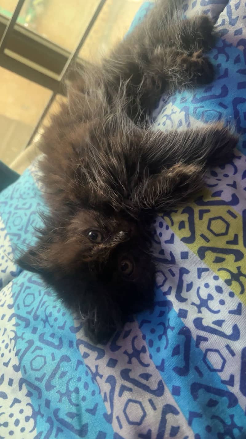 Kitten 1
