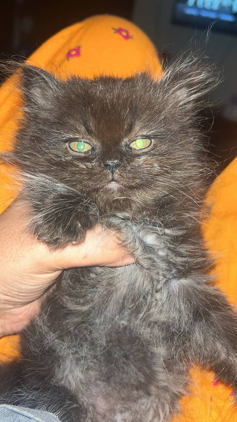 Kitten 2