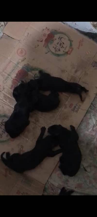 Long coat black shepherd pups for sale