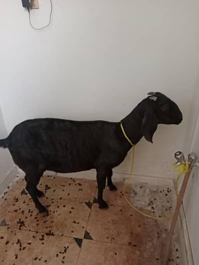 Teddy Pregnant goat