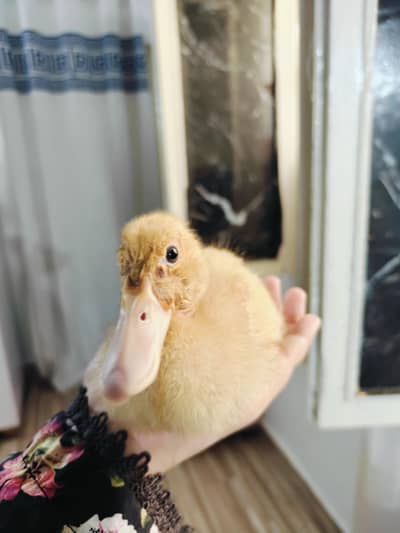duck babies buy one get one free