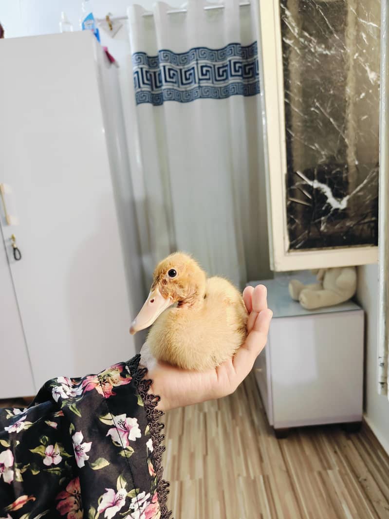 ducks 1