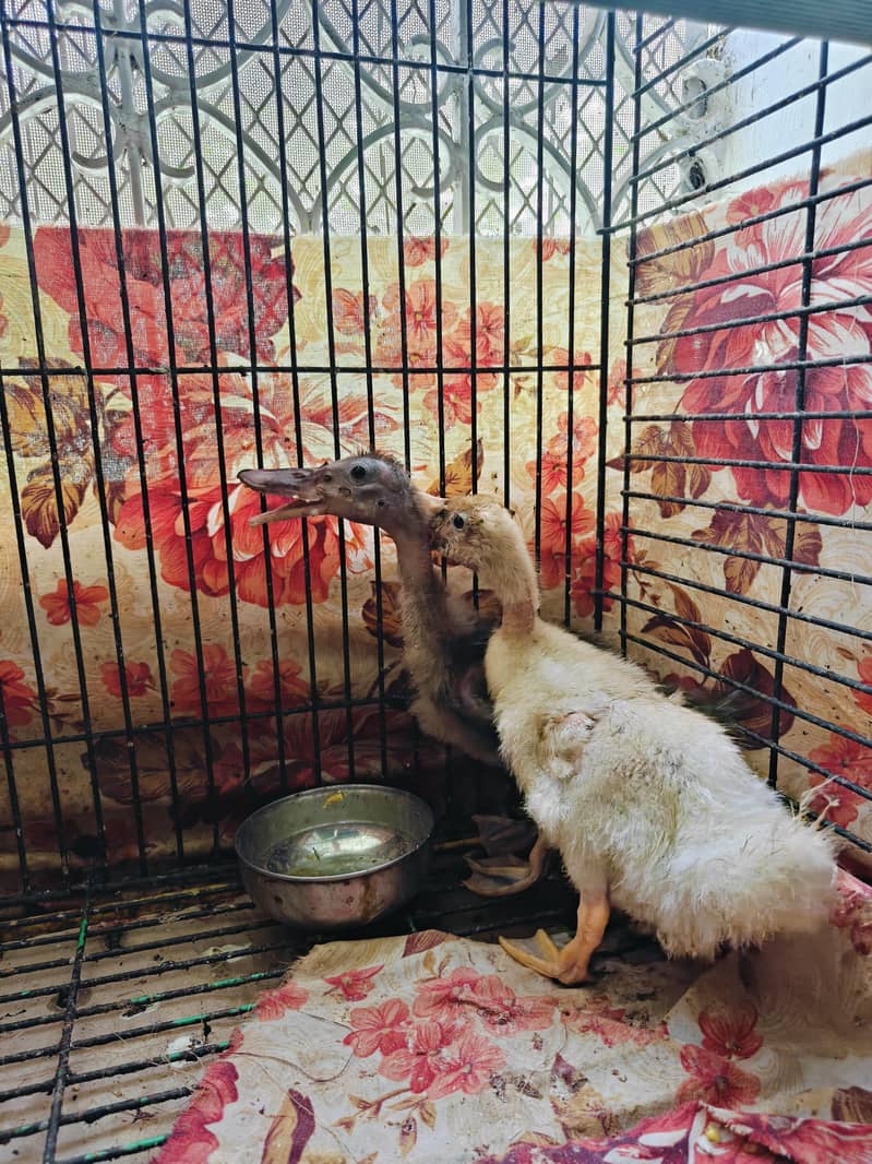 ducks 2