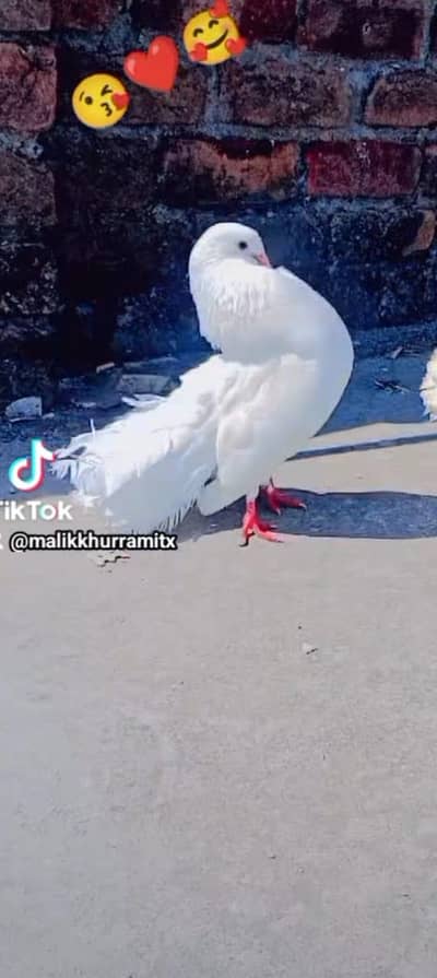 white laka breader pair