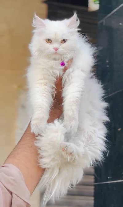 persain 2 females cat