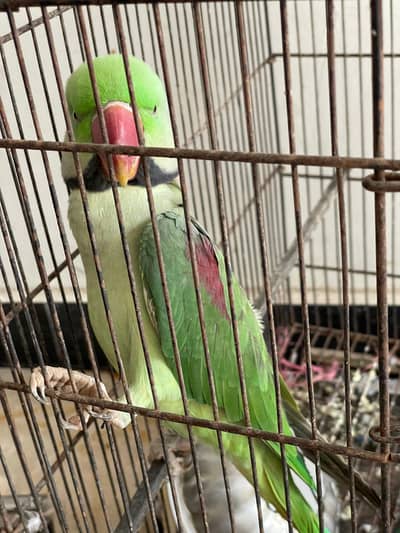 RAW parrot  With Cage