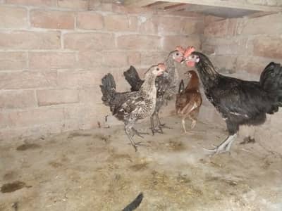 4 Misri Hens about six months