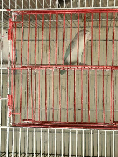 love birds and Australian parrots