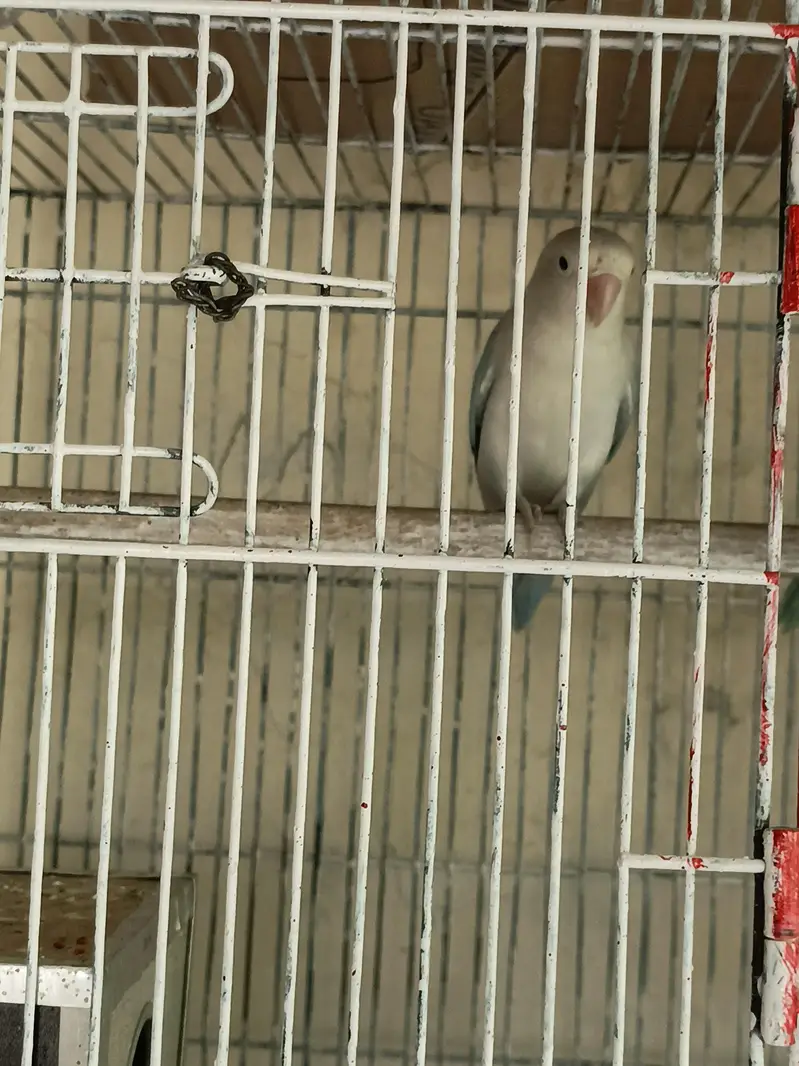 love birds and Australian parrots — photo 2