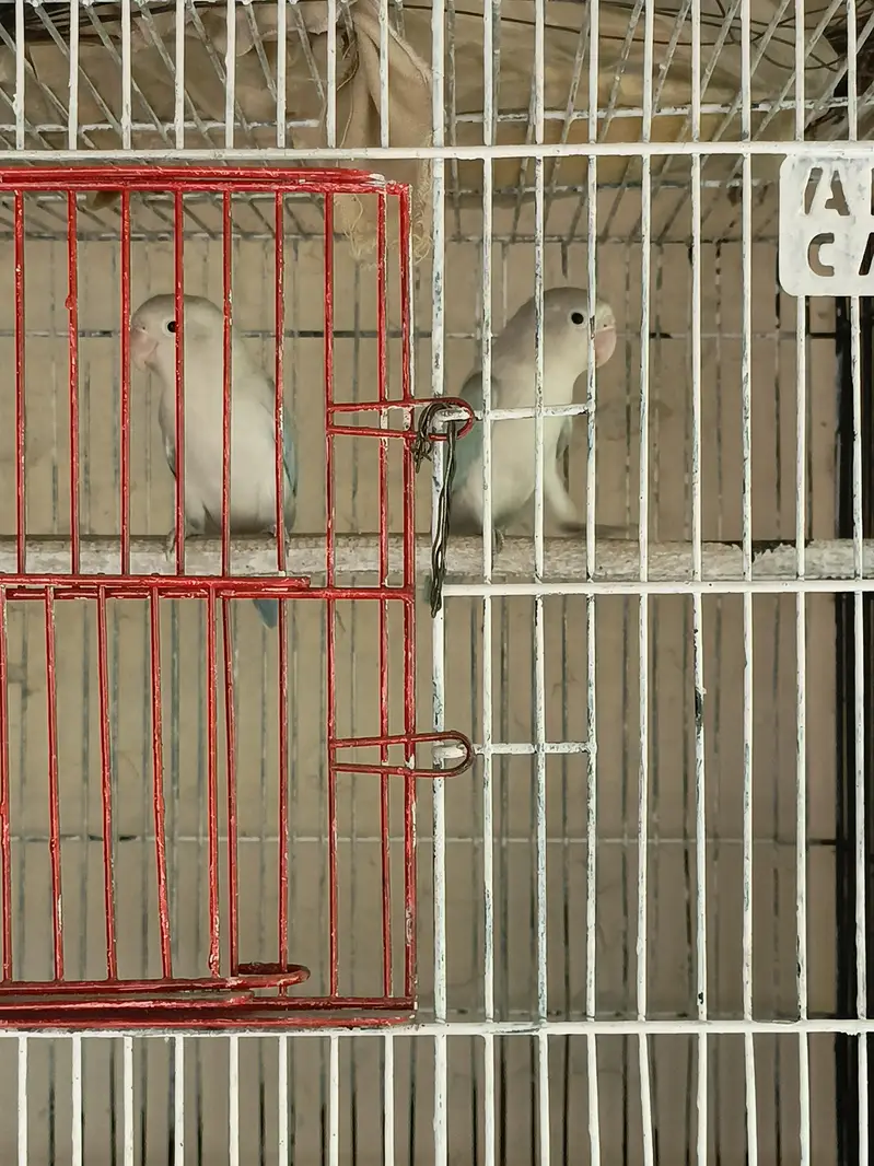 love birds and Australian parrots — photo 3