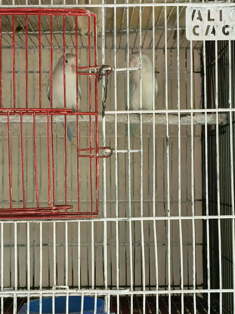 love birds and Australian parrots — photo 4