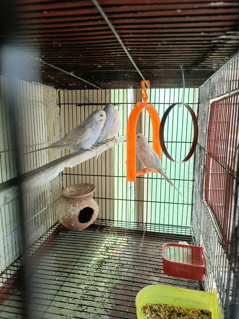 love birds and Australian parrots — photo 5