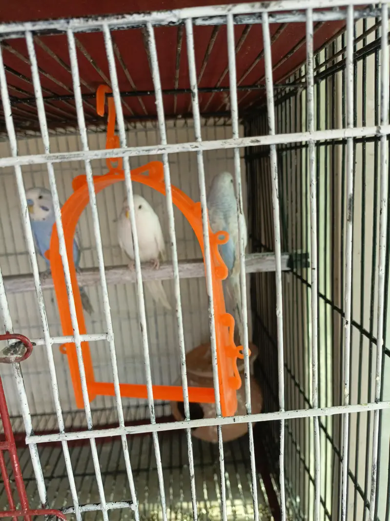 love birds and Australian parrots — photo 6