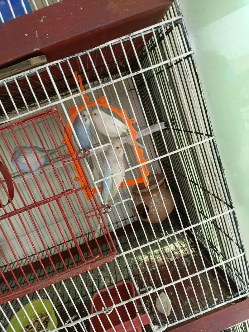 love birds and Australian parrots — photo 7