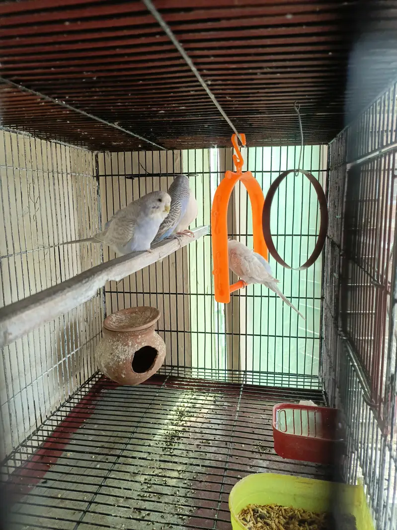 love birds and Australian parrots — photo 8
