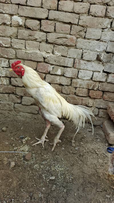 punjab mianwali aseel
