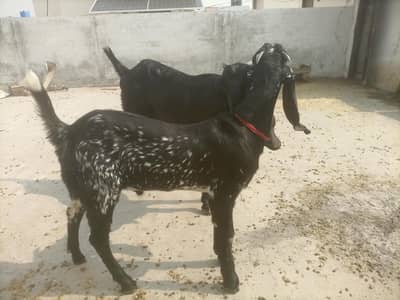Beetal pair
