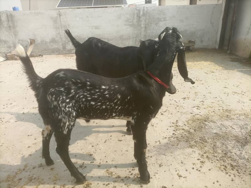 Beetal pair 0