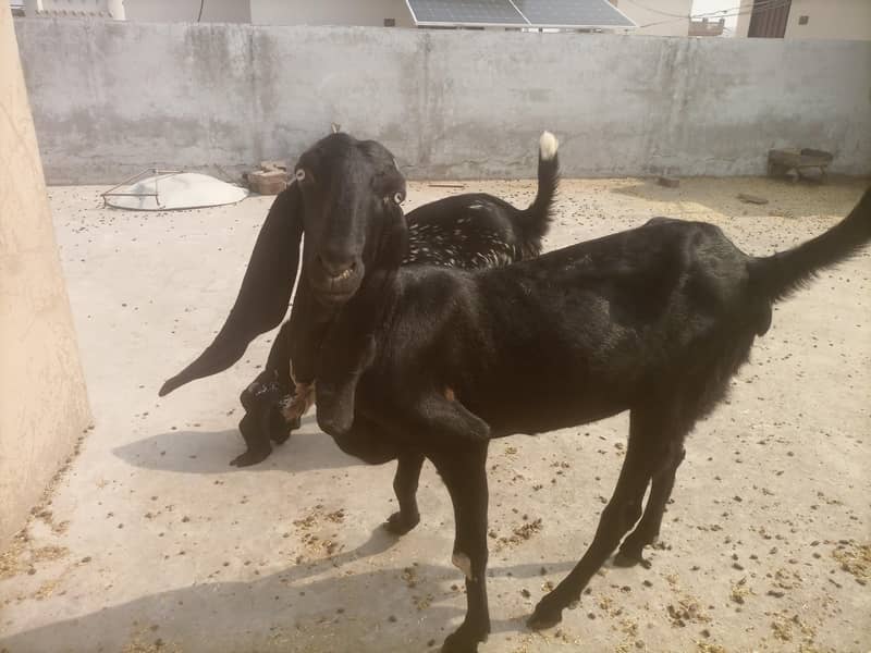 Beetal pair 1