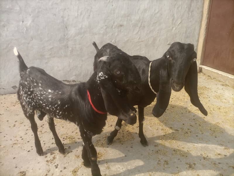 Beetal pair 2