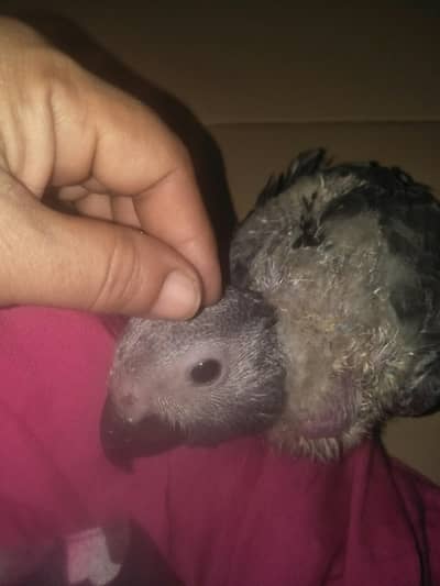 grey parrot
