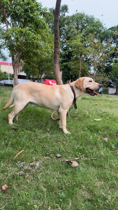Labrador dog
