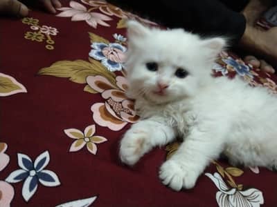 2 parsian kitten