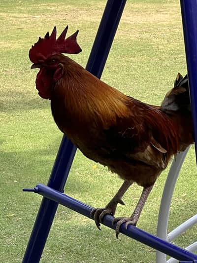 Desi Murgha