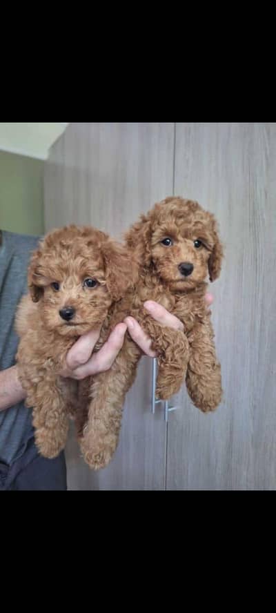 IMPORTED TOY POODLE PUPPIES AVAILABLE FOR BOOKING