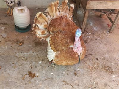 Turkey Bird Available breeder