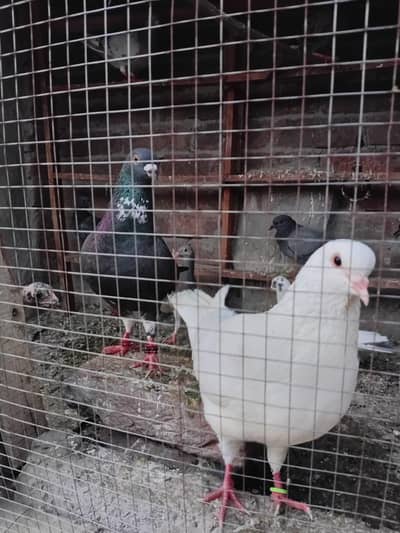 pigeons for sale