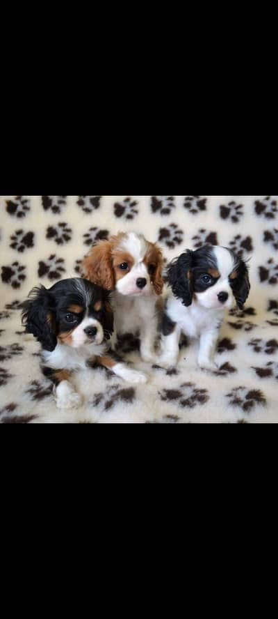 IMPORTED KING CHARLES PUPPIES AVAILABLE FOR BOOKING