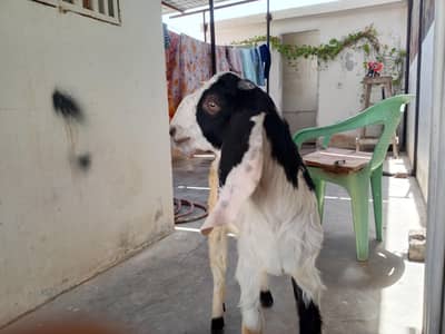 bakra