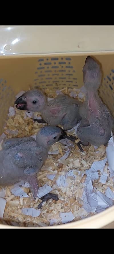 African gray parrot chicks