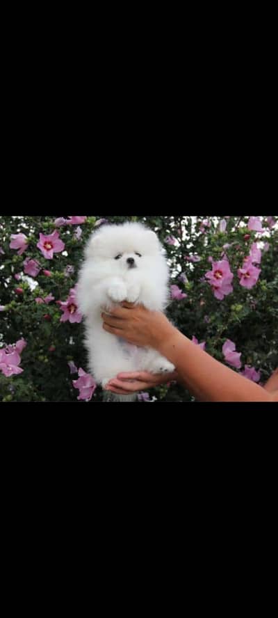 IMPORTED POMERANIAN PUPPIES AVAILABLE FOR SALE