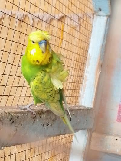 Hogoromo male for sale 03052645299